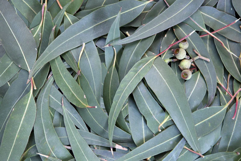 Eucalyptus