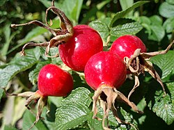 Rosehip