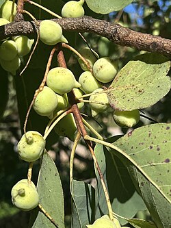 Kakadu Plum